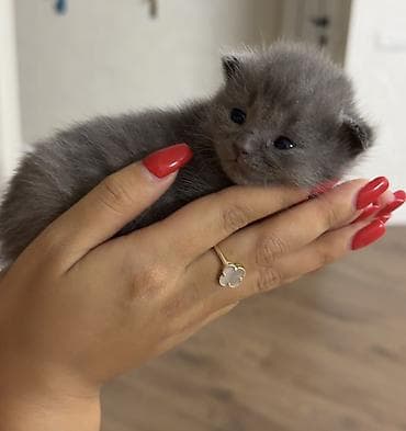 Башка жаныбарлар: Бронь Шотландских котят (скоттиш-фолд/скоттиш-страйт), помет из 4 — 1