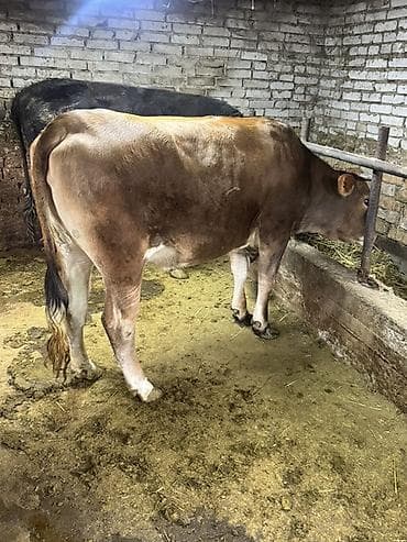 принимаем кукурузу: Продаю | Бык (самец) | На откорм | Племенные — 6