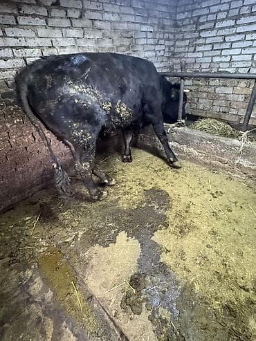 принимаем кукурузу: Продаю | Бык (самец) | На откорм | Племенные — 1