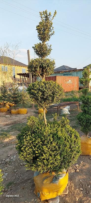 декоративные деревья: Саженцы деревьев: Платная доставка — 1