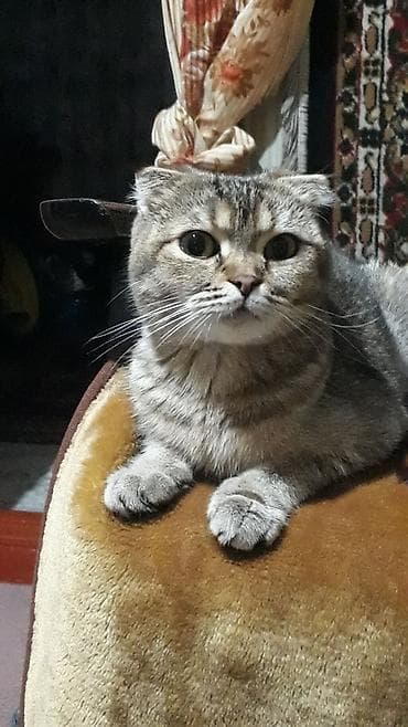 Кошки: Шотландские котята (fold) домашнего разведения. Описание: - Порода — 5