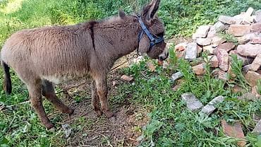 Животные: Осёл (мини/компактного типа) с густой шерстью, шоколадно‑бурого — 3