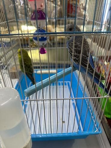 Продаются два попугая 🦜🦜 Продаём двух домашних попугаев. Птицы