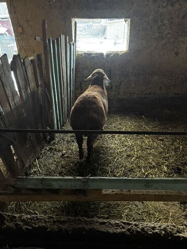 улак сатам: Сатам | Ургаачы кой (ургаачы), Кочкор (эркек) | Арашан — 9