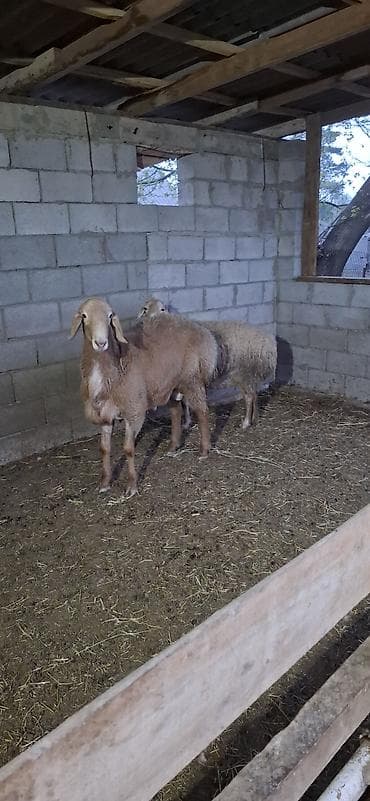 Продаю | Овца (самка), Ягненок, Баран (самец) | Гиссарская, Полукровка, Долан | Для разведения