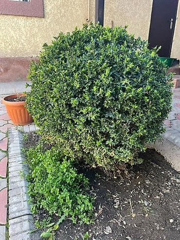 купить кустарники декоративные: Туи и декоративные кустарники для ландшафтного озеленения. Состав: - — 2