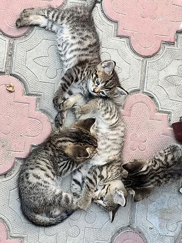 кошки манчкины: Котёнок тигрового окраса - Порода/тип: домашний короткошёрстный — 7