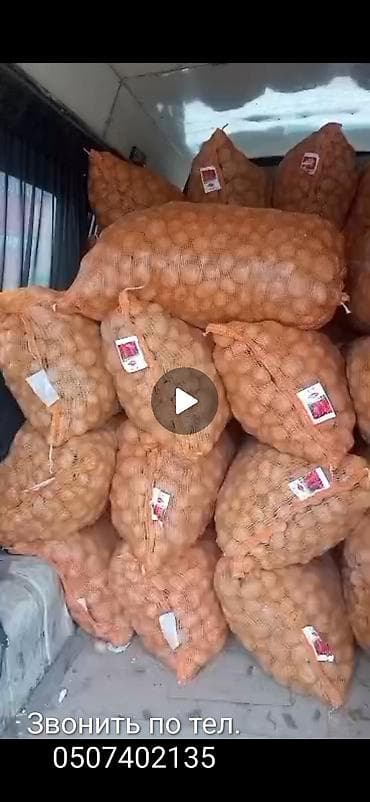 картош: Картошка Оптом — 1