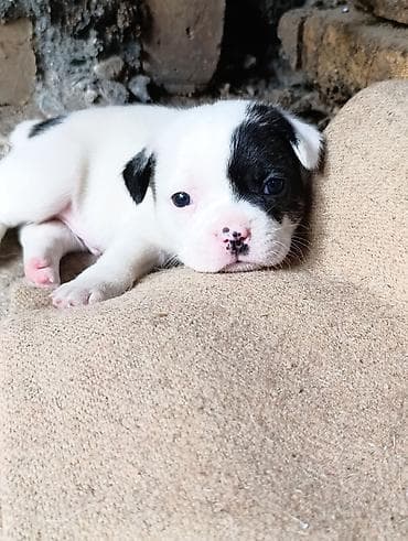 Продажа собак: Бульдог, 1 месяц, Самец — 5