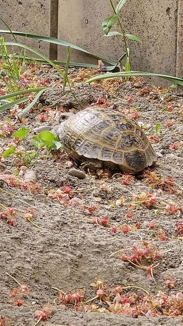 di store: Среднеазиатская (степная) сухопутная черепаха Testudo horsfieldii — 2