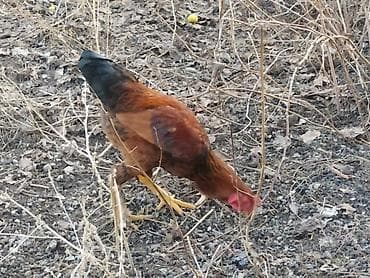 мини чау чау цена: Петушок 7 мес кученской породы цена — 1