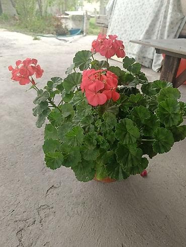 купить гибискус комнатный: Пеларгония зональная (герань) в горшке - Компактный — 3