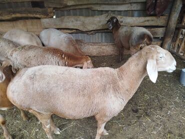 нашли кошку: Продаю | Овца (самка) | Для разведения | Матка — 7