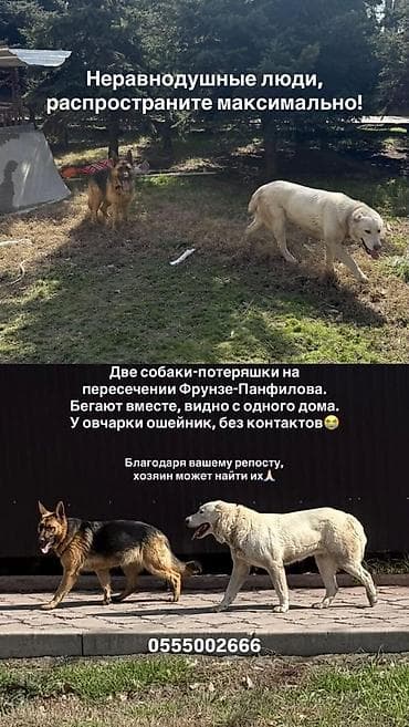 Табылган жана жоголгон мышыктар: Табылган  — 1