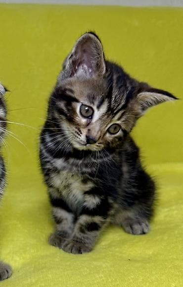 кошка в бишкеке: Котенок девочка 2 месяца (мама, шотландская вислоухая/скоттиш с — 1