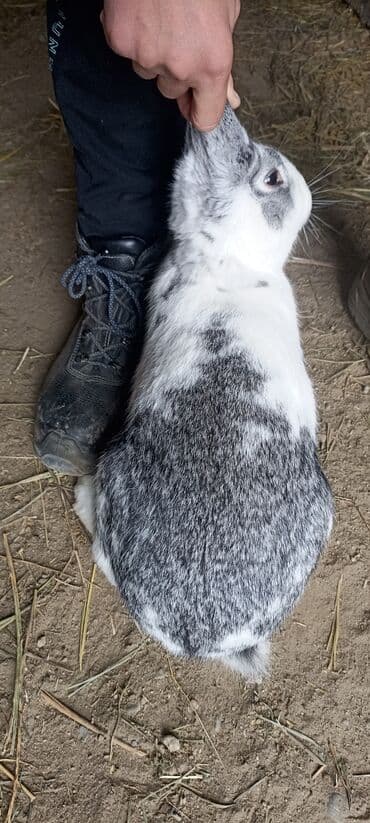 домики для котят: Другое — 4