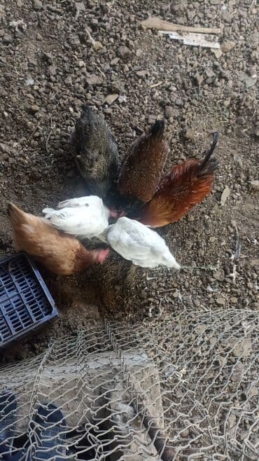 купить домашних курей: Домашние куры-несушки разных мастей - Породы/масти: белые, рыжие и — 1