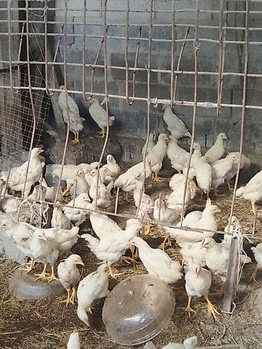 продаю курицы: Жожолор сатылат АК тустогу короз Жана тооктор,Жумуртка Жана эт — 2