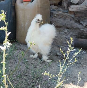 продажа домашних кур: Продаю | Куры, Петух — 3