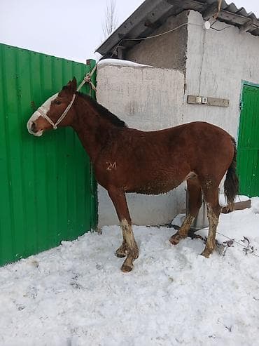 тооктор манас: Сатам | Тай | Аргын | Көбөйтүү үчүн — 6