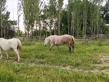 Лошадь светло-гнедо-серой масти (в яблоках), с густой светлой гривой и