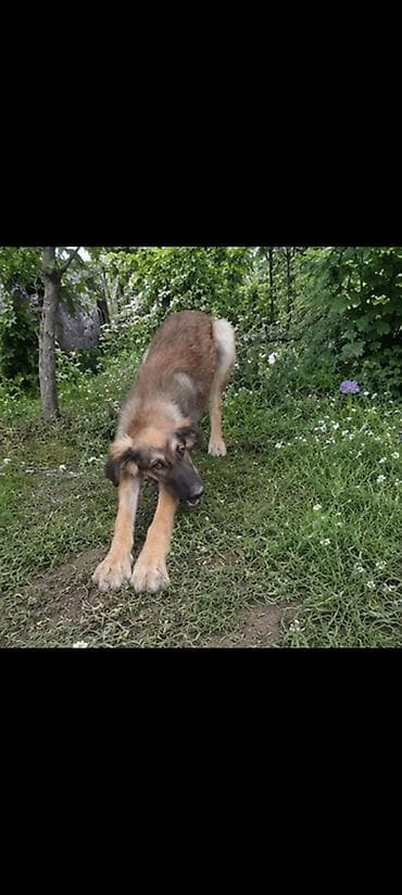 Собаки: Собака даром: Тайган, 5 месяцев, Самка — 2