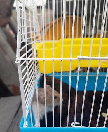 хомяки с клеткой: Продам хомячка вместе с клеткой. Клетка для мелких грызунов с поилкой — 4