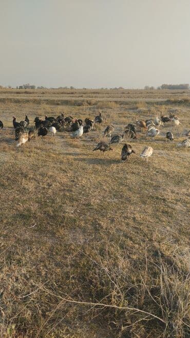 домик для животных: Сатам | Эркек күрп | Аргын | Көбөйтүү үчүн — 1