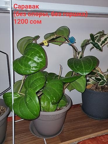 Орхидеи: Взрослые сортовые хойи в продаже: Цена указана за растение. Опора в — 6