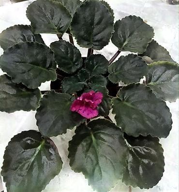 ленинградская: Продаю взрослые фиалки 🌺🌺🌺. Нахожусь в районе Тоголок Молдо- Баялинова — 10