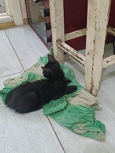 Мышыктар: Отдам котят в добрые руки. Возраст 3 месяца, мальчики, к лотку — 4