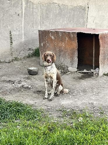 мышык кичинекей: Порода: легавая (короткошёрстная, коричнево-пегий окрас). Назначение — 3