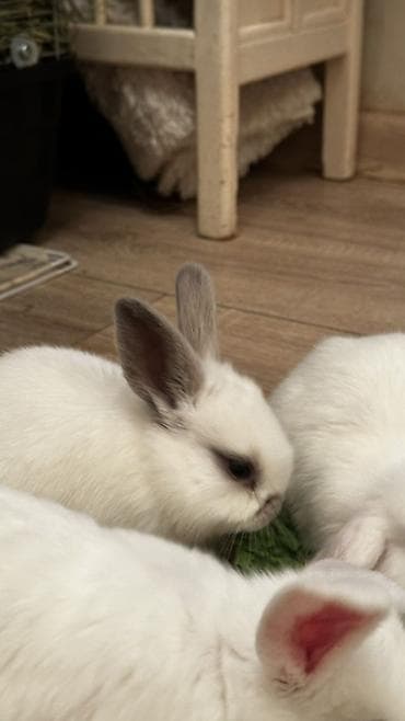 Декоративные кролики: Минилопы белые 1800, Львиноголовые 1200. Кролики декоративные — 5