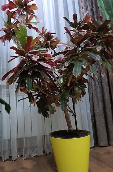 Дом и сад: Крупномерный комнатный кротон (Codiaeum variegatum) в декоративном — 1