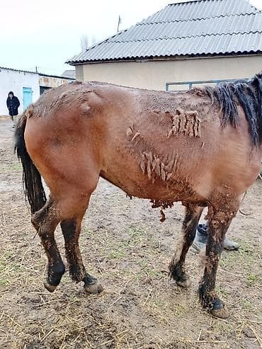 продаю эшака: Продаю | Кобыла (самка) | Дончак | На забой | Племенные — 2