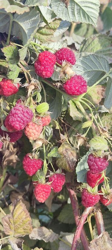 продаю коз: Малина Оптом — 9