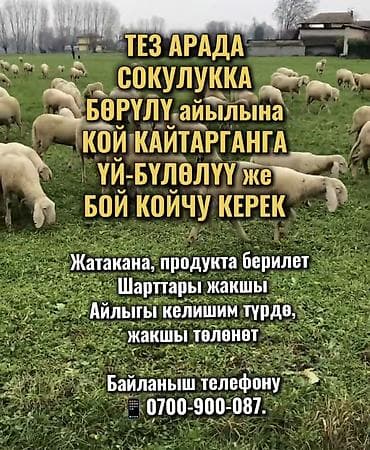 найти работу на ферме: Требуется Пастух, Оплата: Сдельная, Обучение — 1