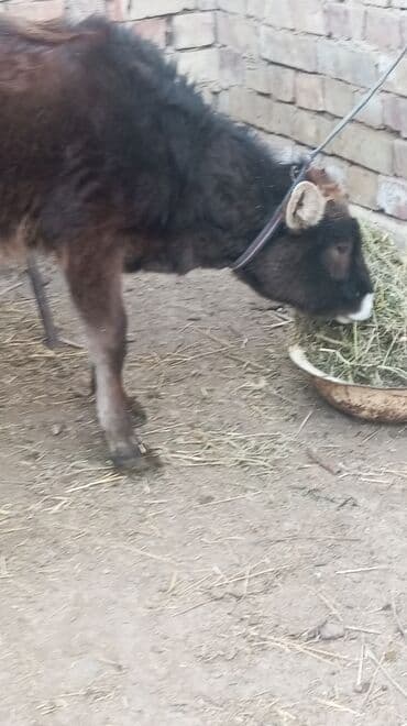 Зоотовары: Продаю | Музоо, торпок | Полукровка | На откорм | Привязанные — 4