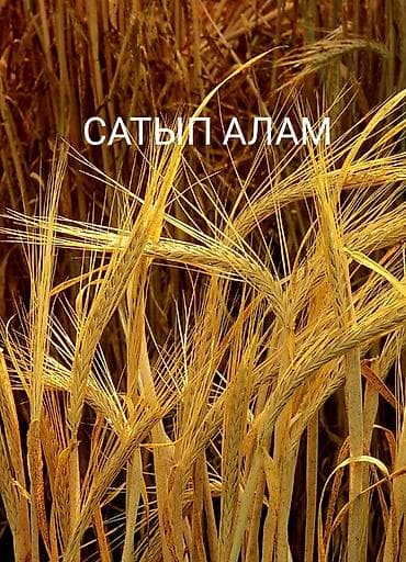 ячменная мука: Арпа сатып алам савхоз Ала Тоо кок-жар — 1