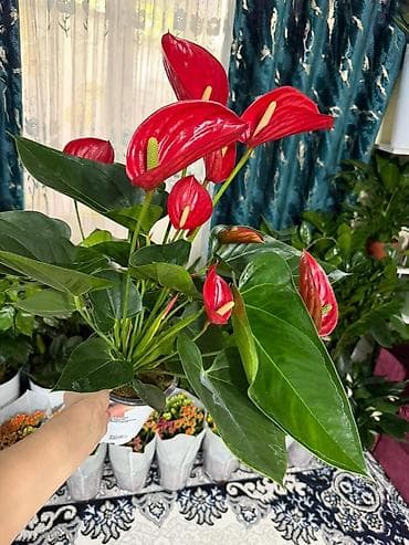антуриум цветы: Комнатные растения — каланхоэ и антуриум - Каланхоэ (Kalanchoe — 9