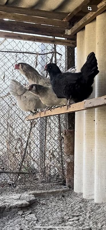 Амераукано Семья 1 + 3 Возраст 6 месяцев Начинают нести яйца Яйца 🪺