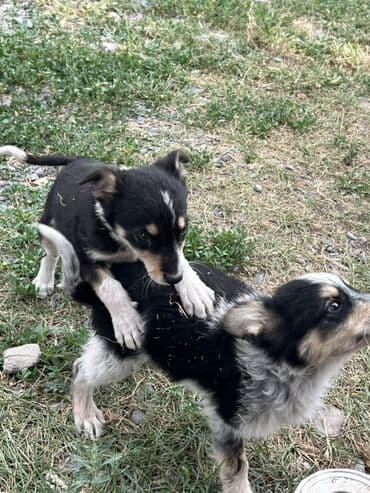 русская голубая длинношерстная кошка: 2 айлык, Эркек — 2