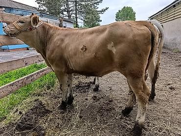 живая форель купить: Продаю | Тёлка | Голштин, Симментальская | На откорм | Искусственник — 6