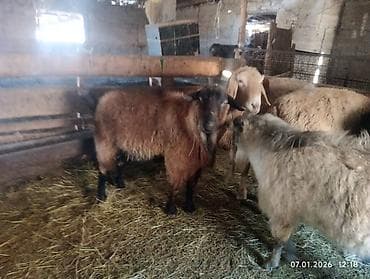 волкодав собака: Продаю | Баран (самец) | Полукровка | Для разведения | Племенные — 4