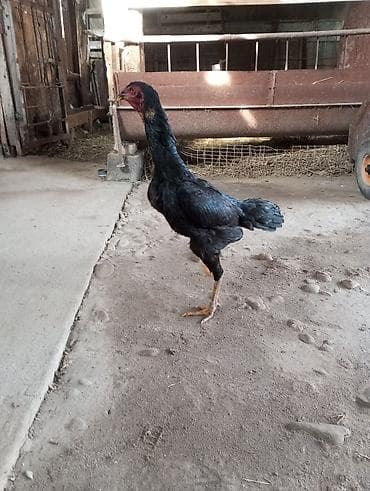 домашние птицы: Продаю | Куры | Бойцовая, Дакан | Для разведения, Несушки — 2