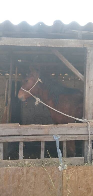 фелуцен для коров цена бишкек: Продаю | Кобыла (самка) | На забой — 4