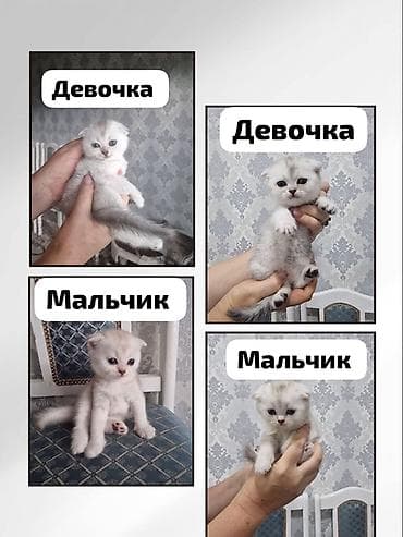 🐾🐾🐾🐾🐾🐾🐾🐾 *Выставляются на бронь🌻* *_🐱 котята шотландской породы -