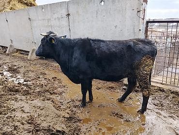коровы животные: Продаю | Корова (самка), Тёлка, Музоо, торпок | После отела — 4