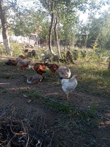 собака доберман сколько стоит: Продаю | Куры | Домашняя | Для разведения — 15