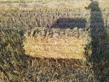 мал айдаган иттер: Солома в тюках - Прессованная Ячменная солома в Длину 1.20 ДОСТАВКА — 3